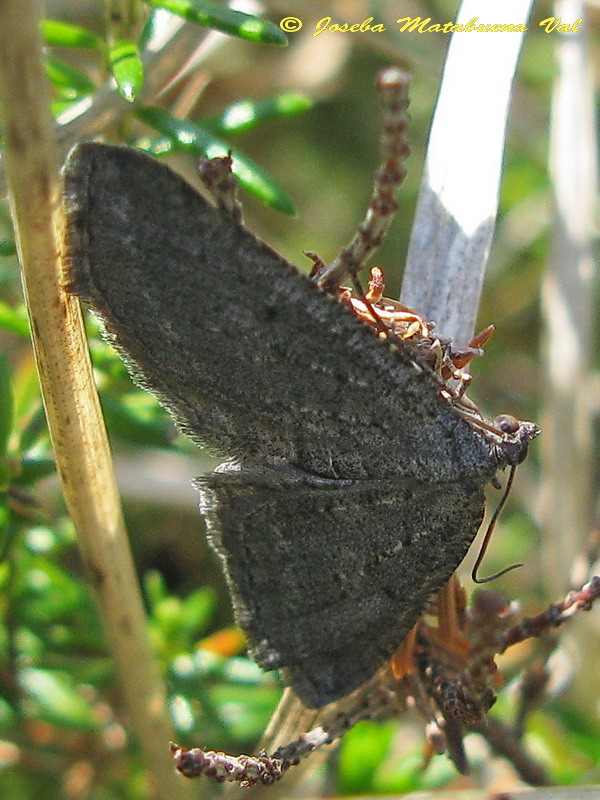 Un''altra Geometridae da id.